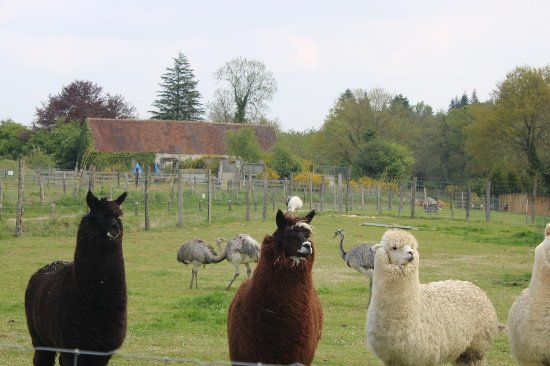 Parc Animalier D'ecouves