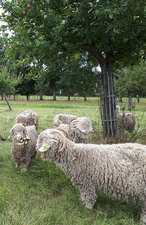 Mohair du Marais