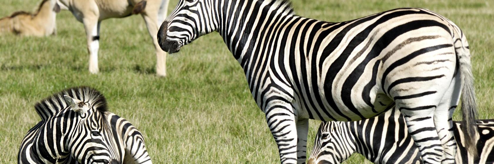 Cerza Safari Park