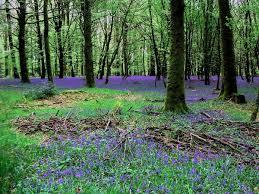 Andaine Forest