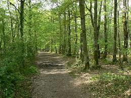 Foret de Grimbosq