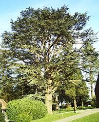Arboretum d'Harcourt