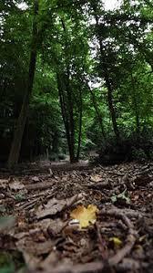la forêt de Bord-Louviers