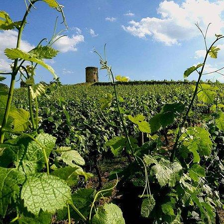 Vignobles Maurin