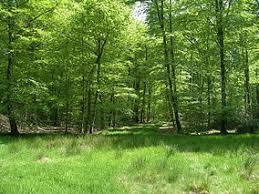 la forêt de Cerisy