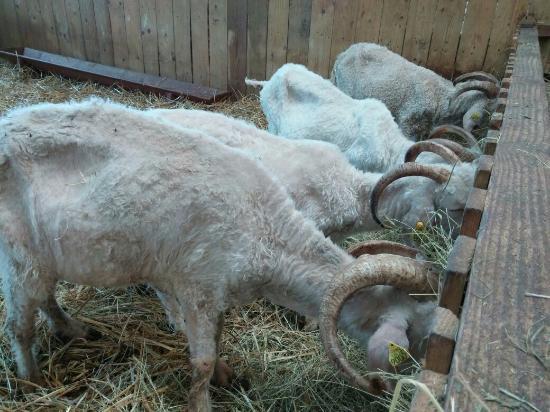 La Grange au Mohair