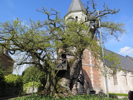 le Chêne d'Allouville